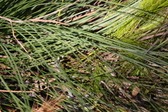 Caustis blakei macrantha
