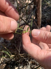 Phyllanthus hirtellus