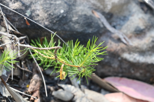 Image of Persoonia tenuifolia by (c) Greg Tasney, some rights reserved (CC BY-SA)