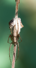 Oxyopes