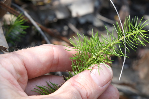Image of Persoonia tenuifolia by (c) Greg Tasney, some rights reserved (CC BY-SA)
