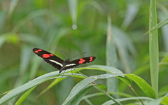 Heliconius telesiphe