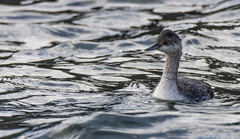 Podiceps nigricollis