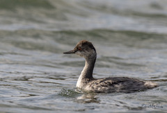 Podiceps nigricollis