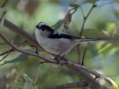 Aegithalos caudatus