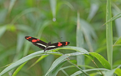 Heliconius telesiphe