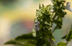 Eutricharaea
