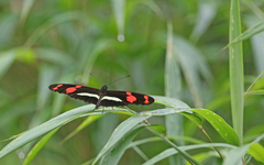 Heliconius telesiphe