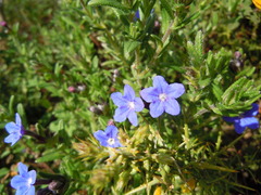 Lithodora