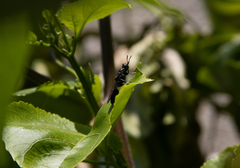 Hermetia illucens