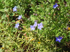 Lithodora