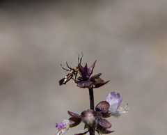 Eretmocera