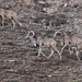 Tibetan Argali - Photo (c) Phil Benstead, some rights reserved (CC BY-NC), uploaded by Phil Benstead