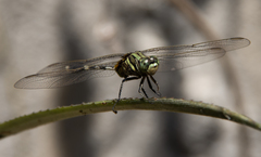 Orthetrum sabina