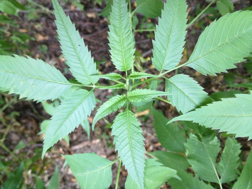 dvojzub listnatý (Bidens frondosa)