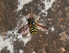 Chrysotoxum intermedium