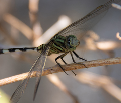 Orthetrum sabina