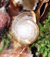 Campylaea illyrica