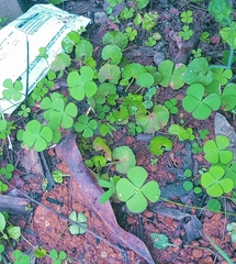 Marsilea crenata