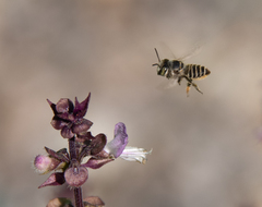 Eutricharaea