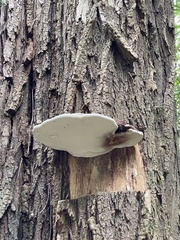 Ganoderma applanatum