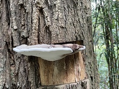 Ganoderma applanatum