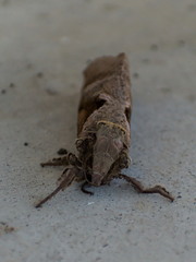 Lepidoptera