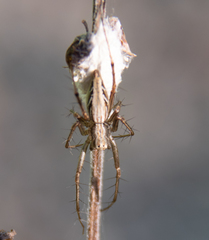 Oxyopes