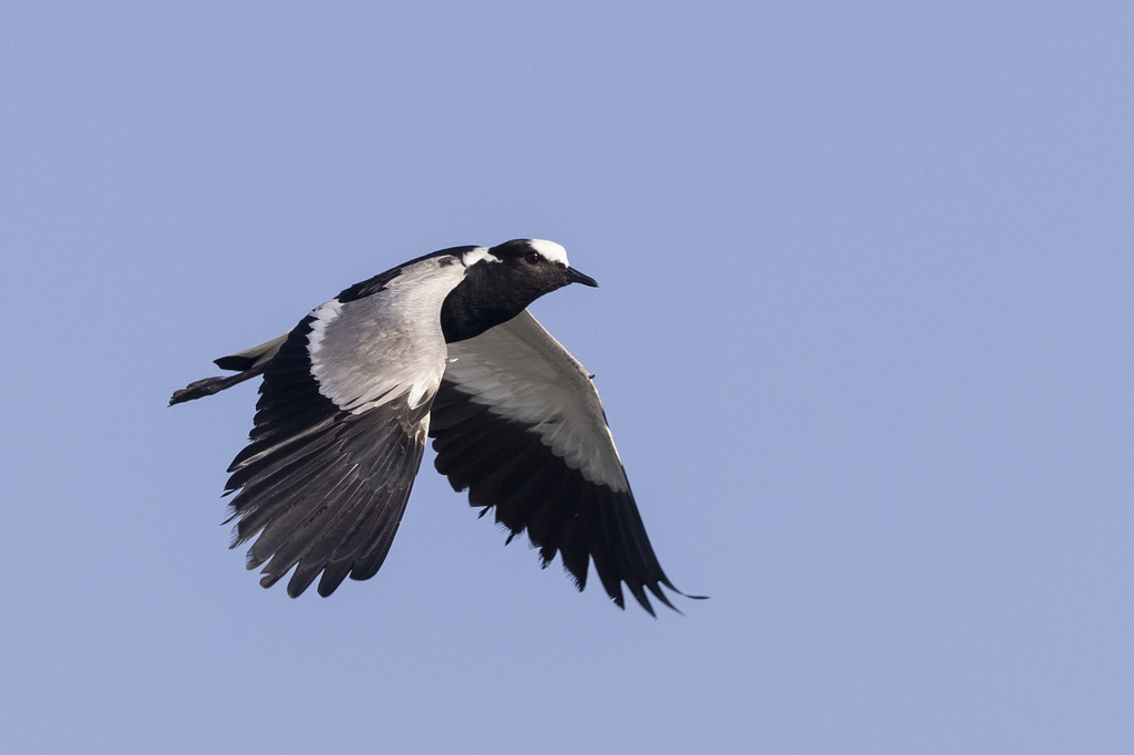 Blacksmith Lapwing