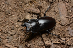 Neolucanus