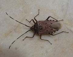 Urochela quadrinotata