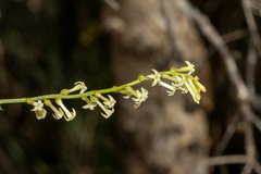 Stackhousia aspericocca