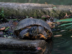 Trachemys scripta