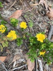 Hibbertia nitida