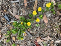Hibbertia nitida