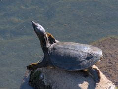 Pelodiscus sinensis