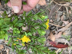 Hibbertia nitida
