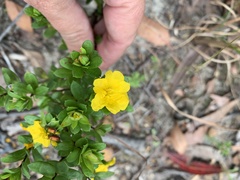 Hibbertia nitida