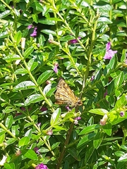 Taractrocera luzonensis