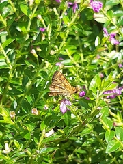 Taractrocera luzonensis