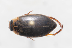 Rhantus binotatus