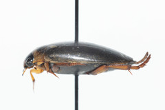 Rhantus binotatus