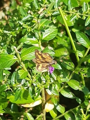 Taractrocera luzonensis