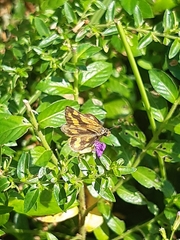 Taractrocera luzonensis