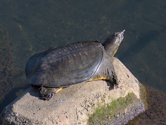 Pelodiscus sinensis
