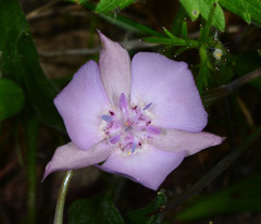Calochortus umbellatus