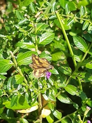 Taractrocera luzonensis