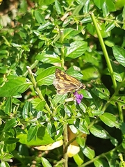Taractrocera luzonensis