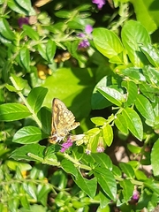 Taractrocera luzonensis