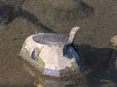 Pelodiscus sinensis